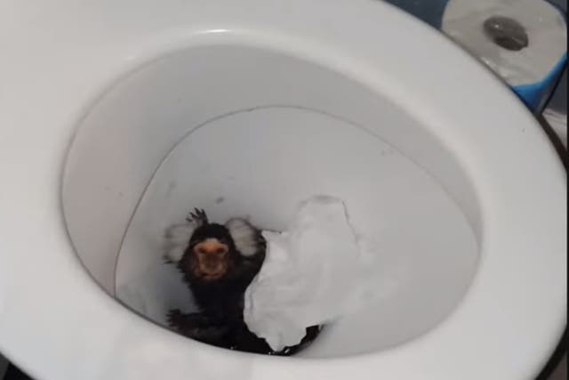 <p>Video shows toilet being flushed on marmoset</p>
