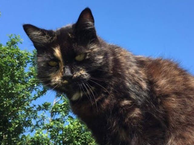 <p>Mini was a 14-year-old rescue cat</p>