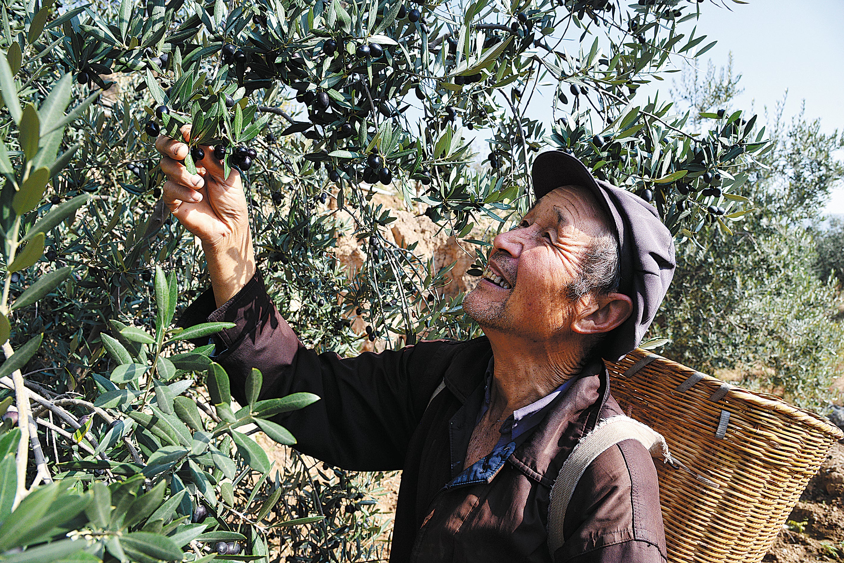 A farmer checks out olive trees at an orchard in Longnan, Gansu province, in July