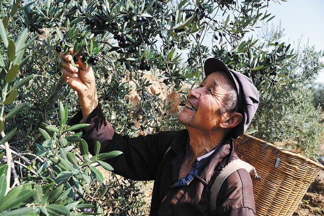 <p>A farmer checks out olive trees at an orchard in Longnan, Gansu province, in July</p>