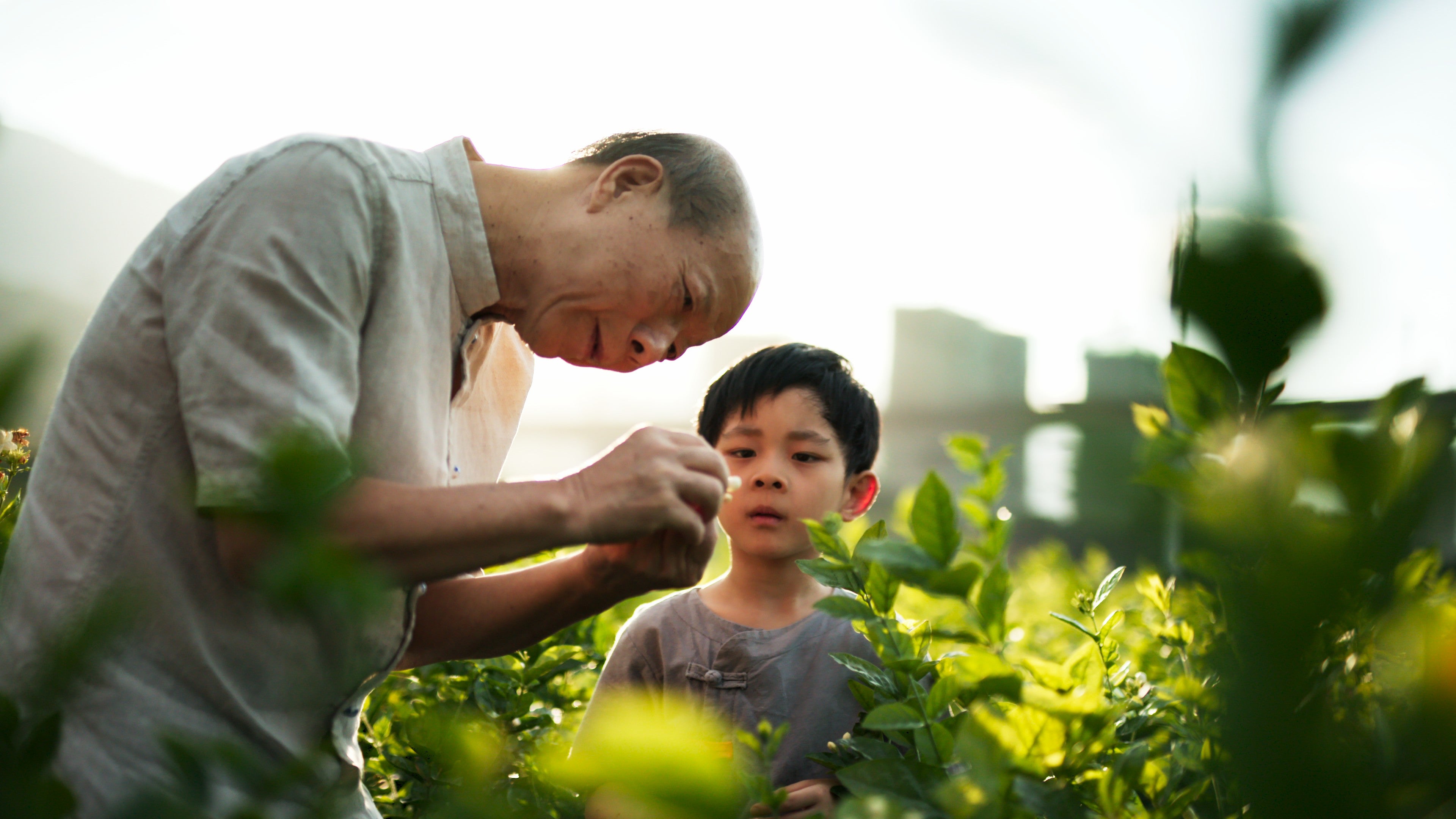 A jasmine tea maker from Fuzhou, Fujian province, tells his grandson the right time to pick the flowers