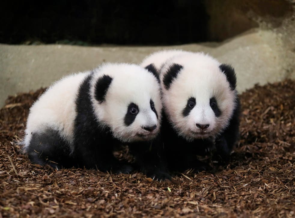 FRANCIA-PANDAS-ZOOLÓGICO
