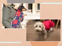 9 best dog coats to keep your furry friend warm and dry
