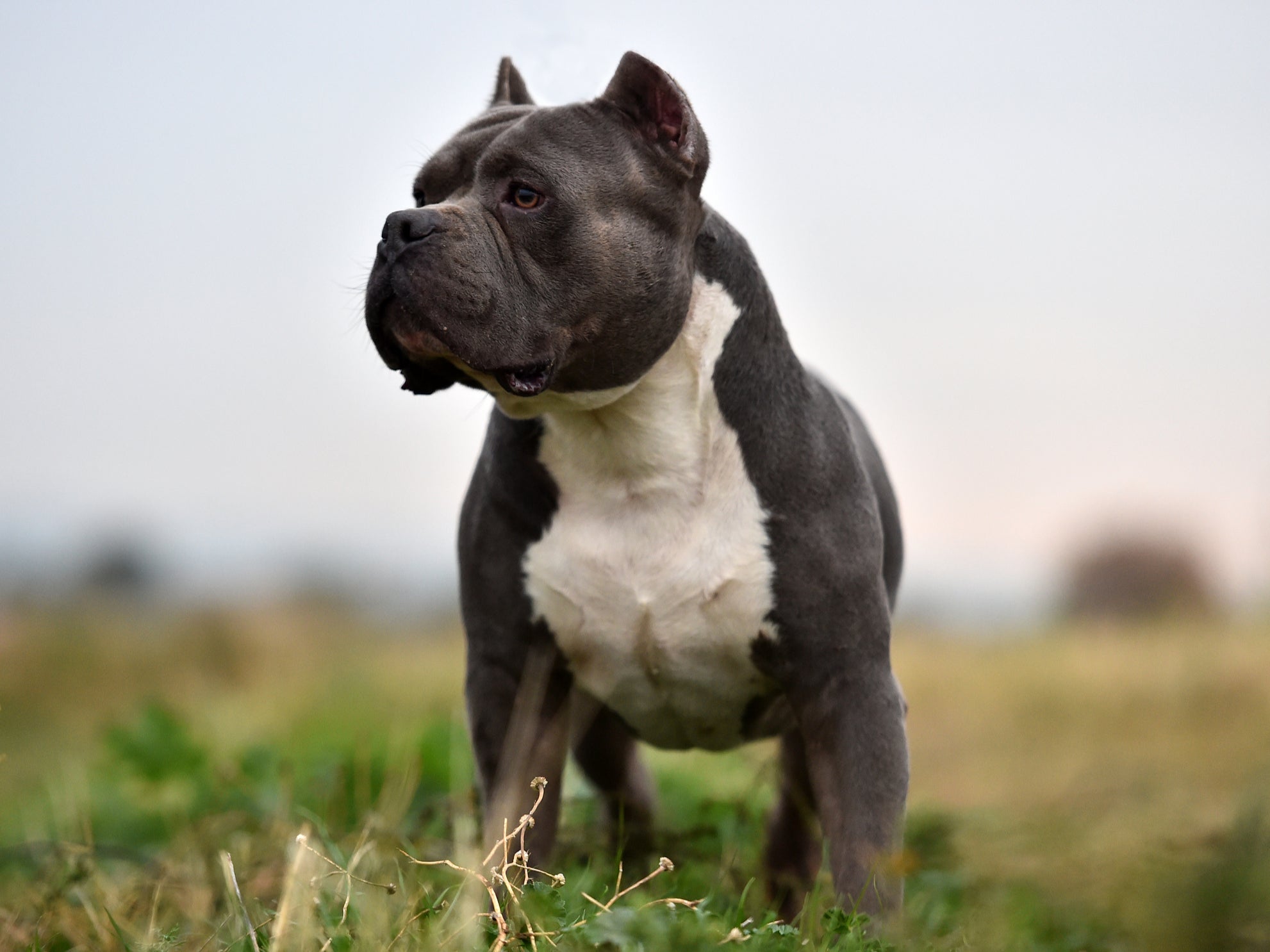 Official definition of an XL Bully dog 