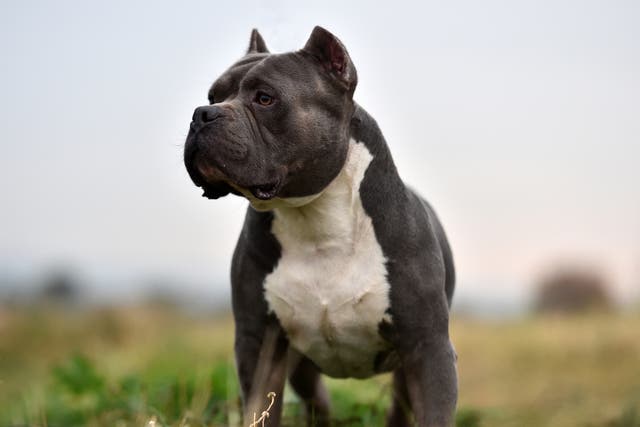 <p>Demand for cropping the ears of American bully breeds is driving the illegal practice, a BBC investigation found</p>