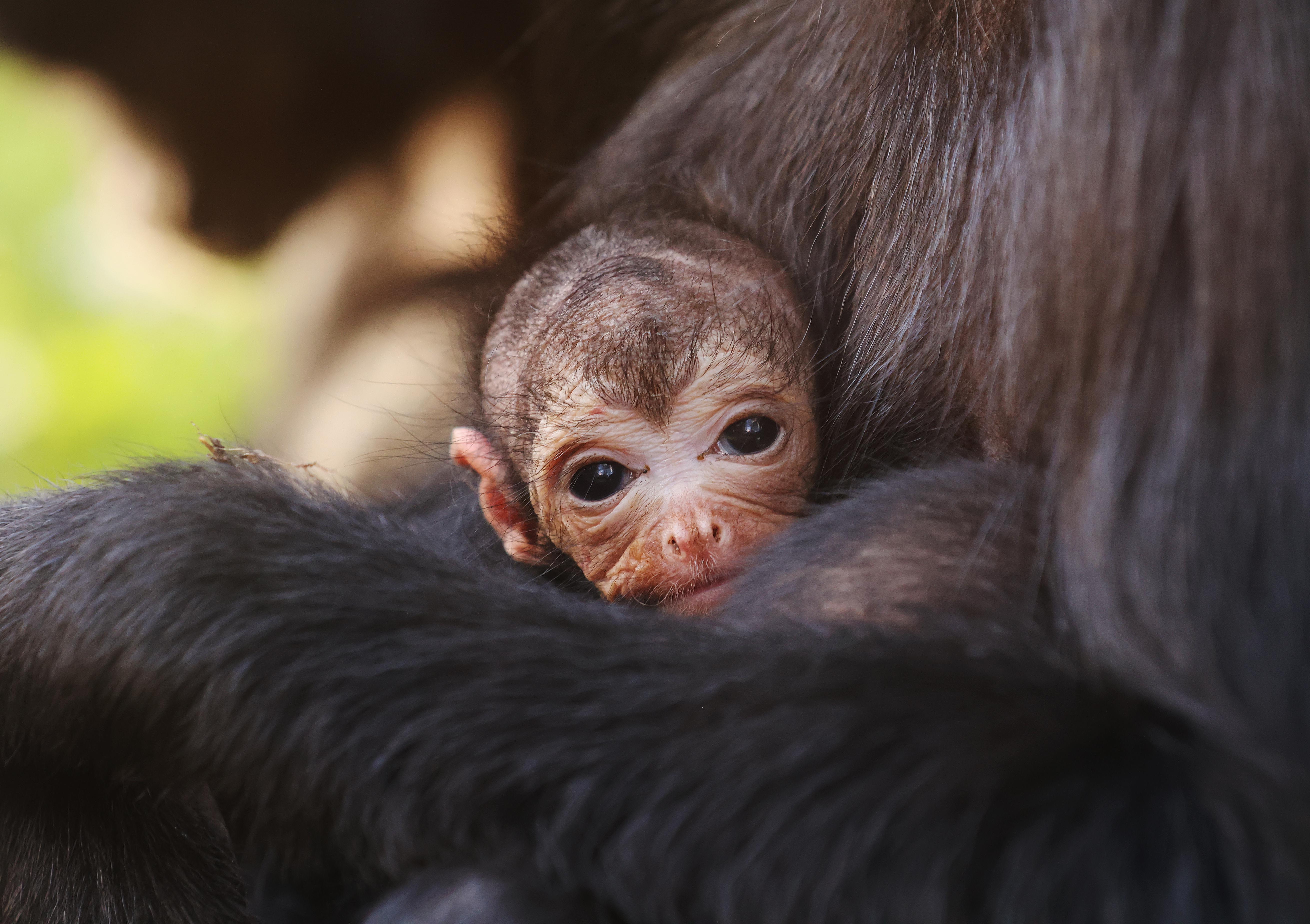 The newborn Colombian spider monkeys are a boost for the critically endangered species (Chessington World of Adventures Zoo)