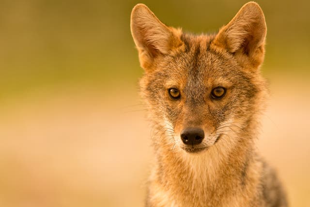 <p>Golden jackals are native to Asia, north Africa, the Middle East and the Balkans, but are now advancing north and west into Europe</p>