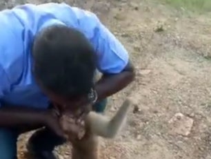 <p>(Screenshot) An Indian man saved an injured monkey by giving him CPR</p>