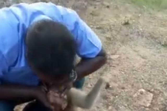 <p>(Screenshot) An Indian man saved an injured monkey by giving him CPR</p>