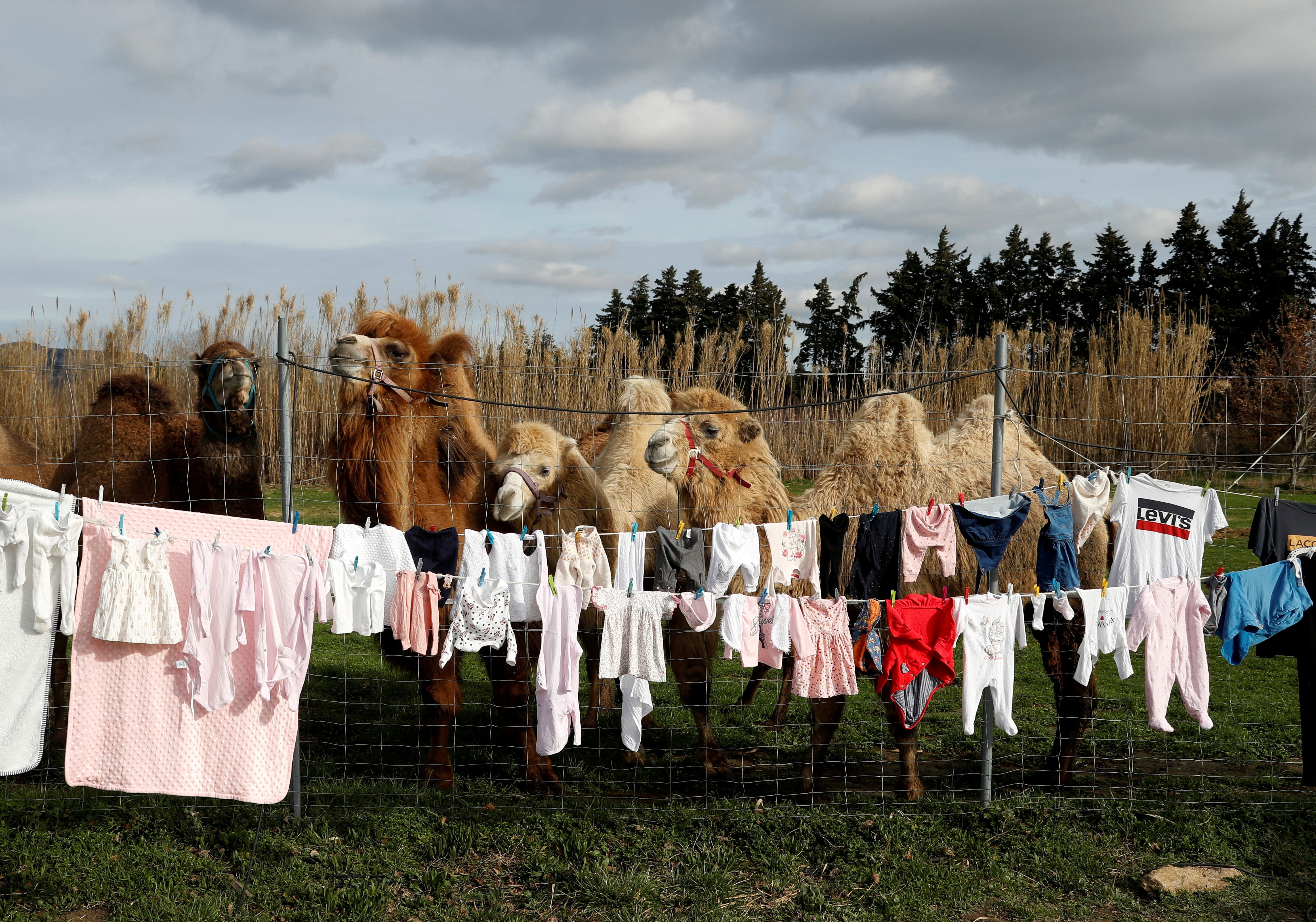Royal Circus camels stand behind laundry in Senas, France as circus shows remained shut due Covid restrictions