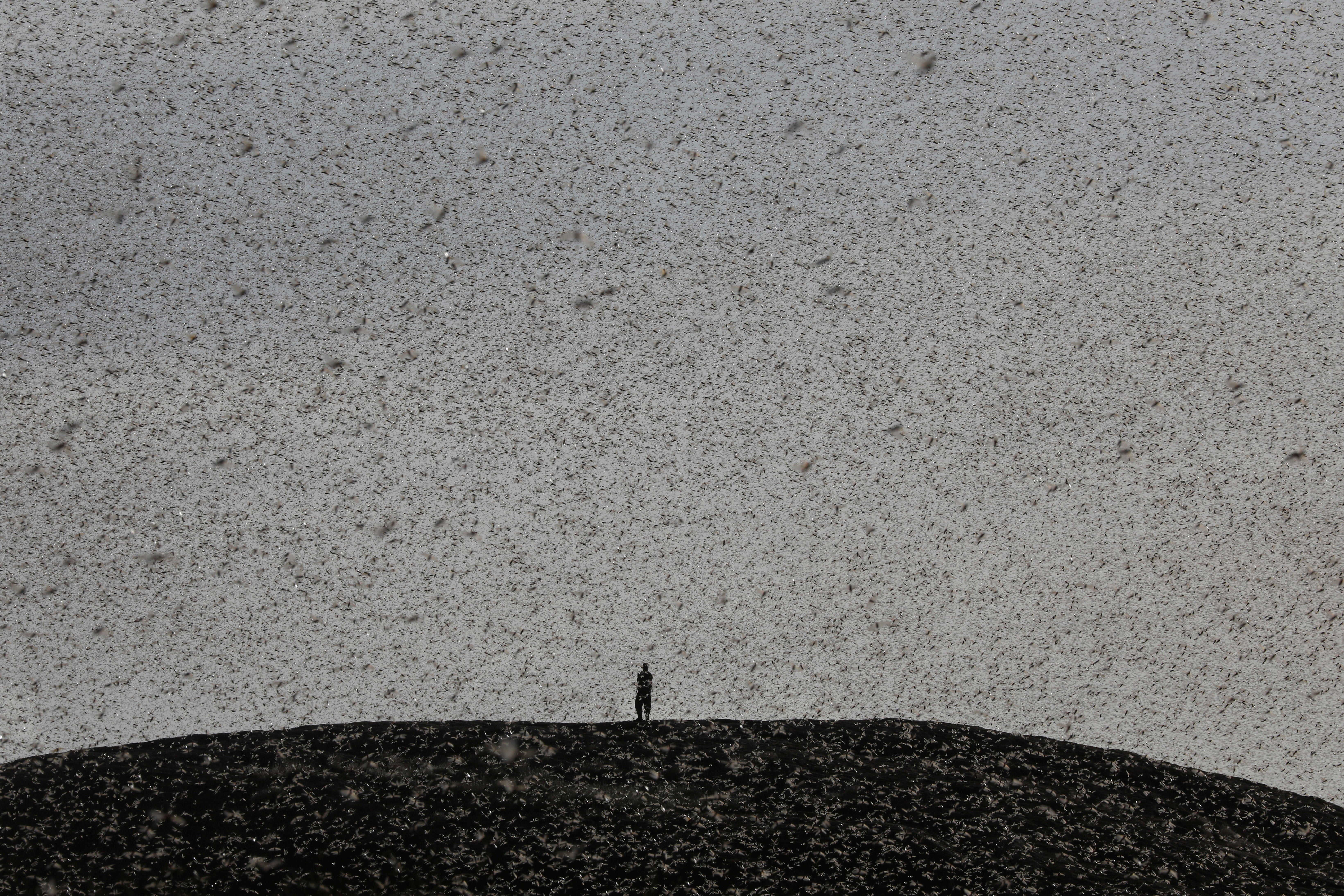 A man engulfed by a swarm of desert locusts, stands on top of a hill near Nanyuki, Kenya