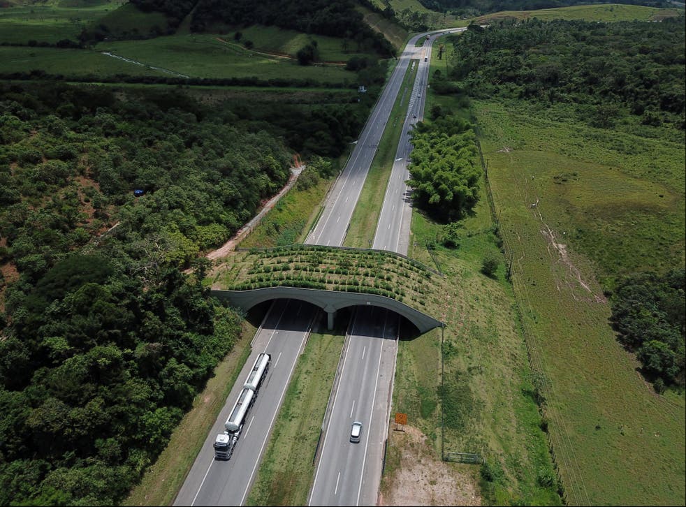 <p>Conservationists have built an ecological bridge to help endangered golden lion tamarins cross a busy highway in Brazil </p>
