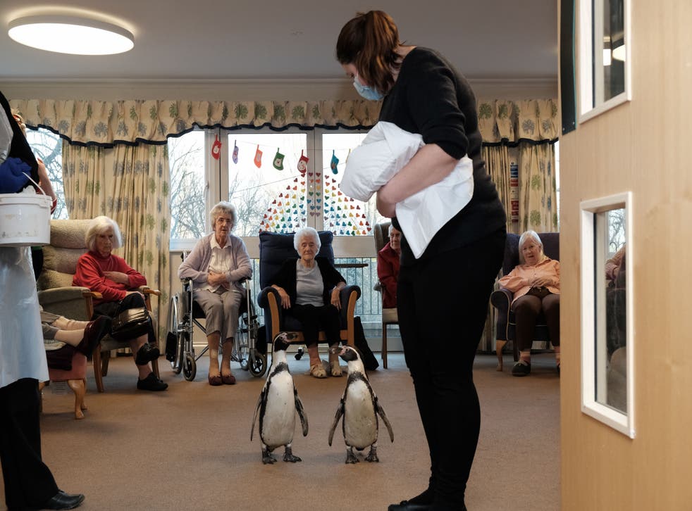 Humboldt penguins Charlie and Pringle during a visit to care home residents at the OSJCT’s Spencer Court care home in Oxfordshire (Des Dubber/OSJCT/PA)