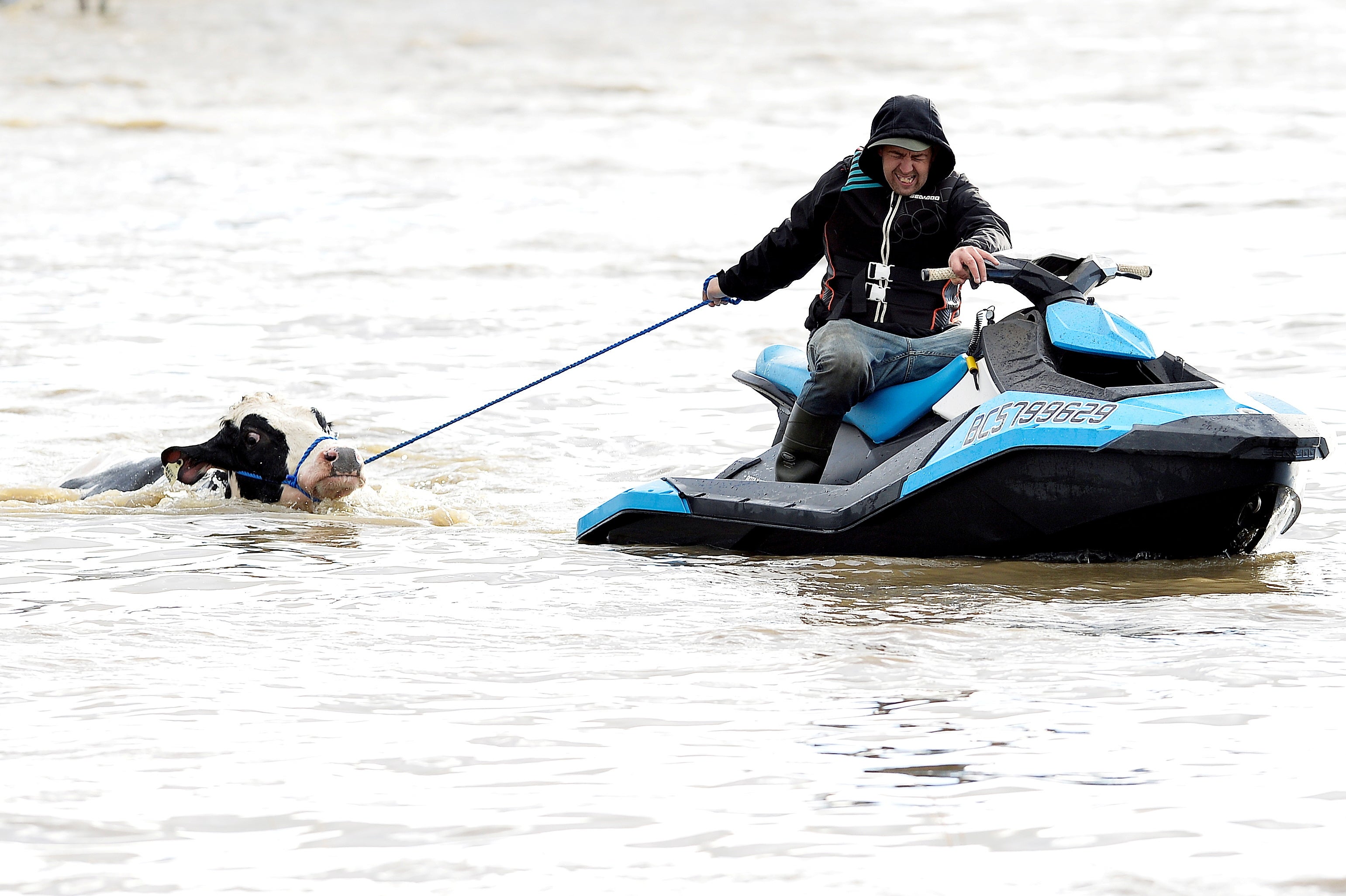 Cows stranded in a flooded barn are rescued after rainstorms in British Columbia, Canada