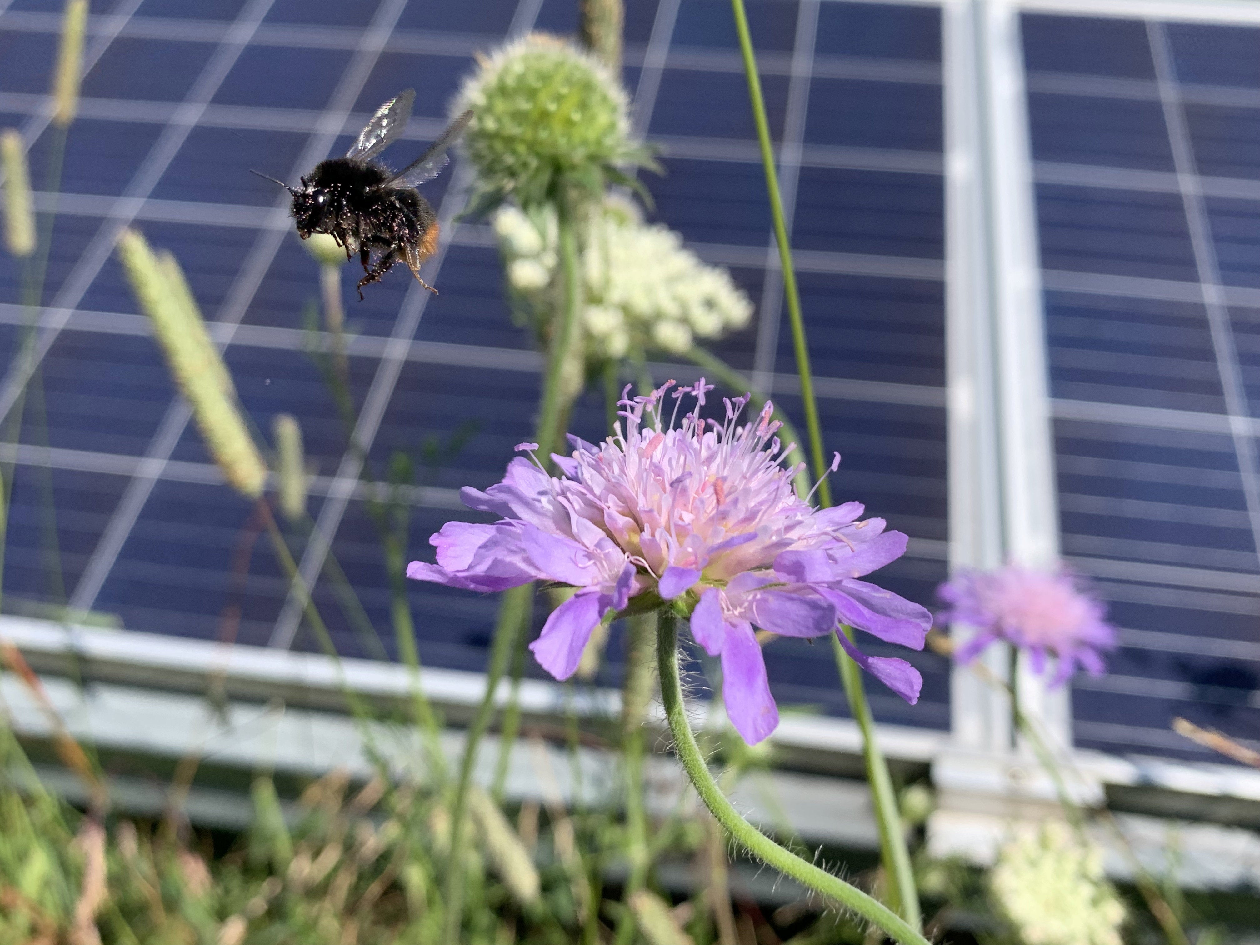 A bumble bee in a UK solar park