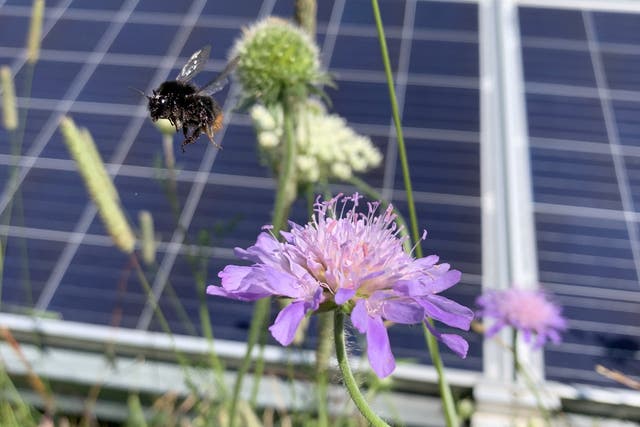 <p>A bumble bee in a UK solar park</p>