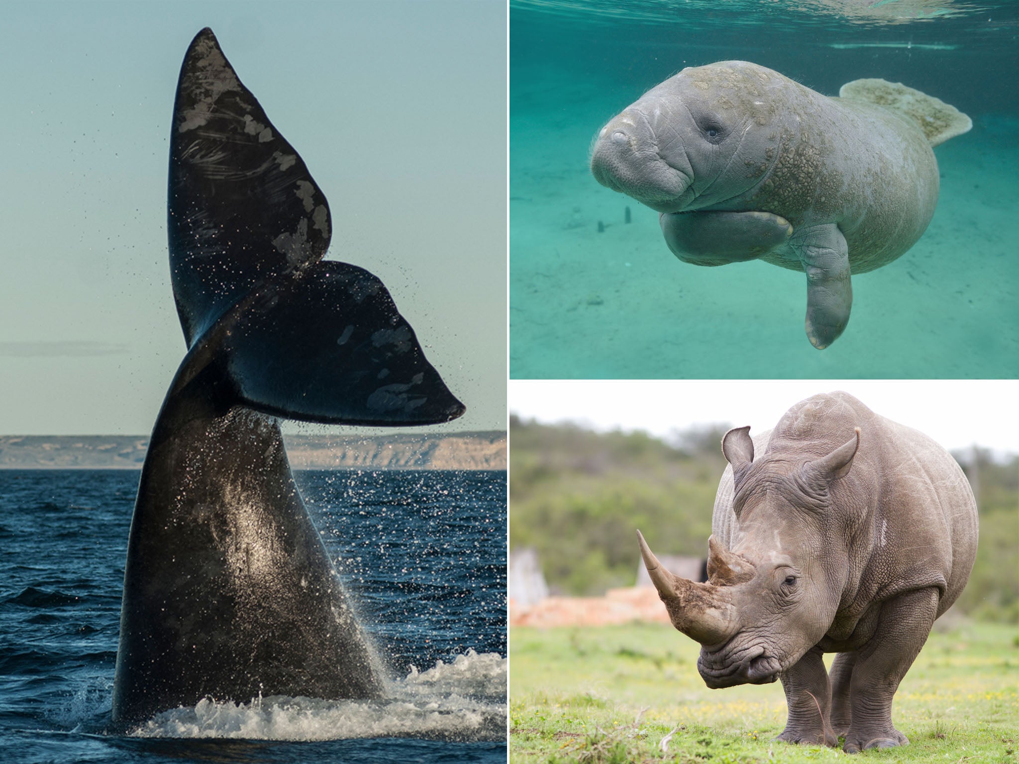 North Atlantic right whales, Florida’s manatees and the white rhino have become victims of a warmer climate