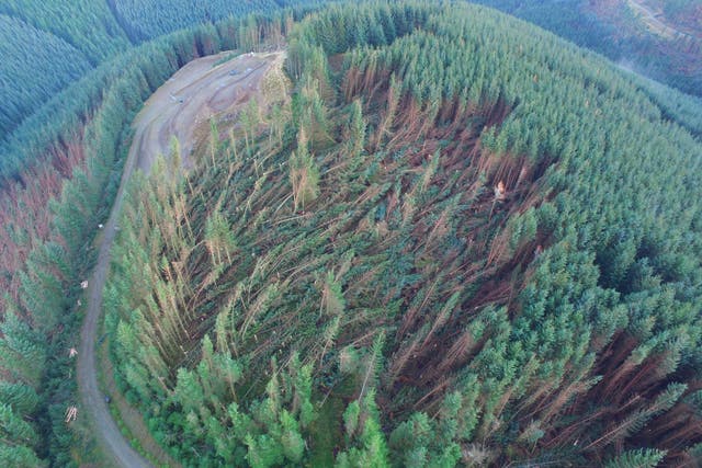 Trees in Glentress Forest in the Scottish Borders were damaged by Storm Arwen (Forestry and Land Scotland/PA)