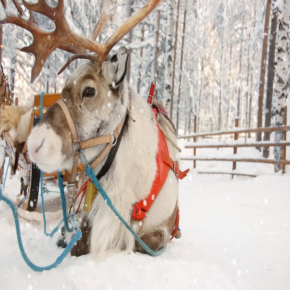 Why reindeer are perfect to pull Santa's sleigh