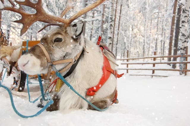 <p>The biology of the only domesticated deer makes them ideal for the Christmas Eve mission </p>