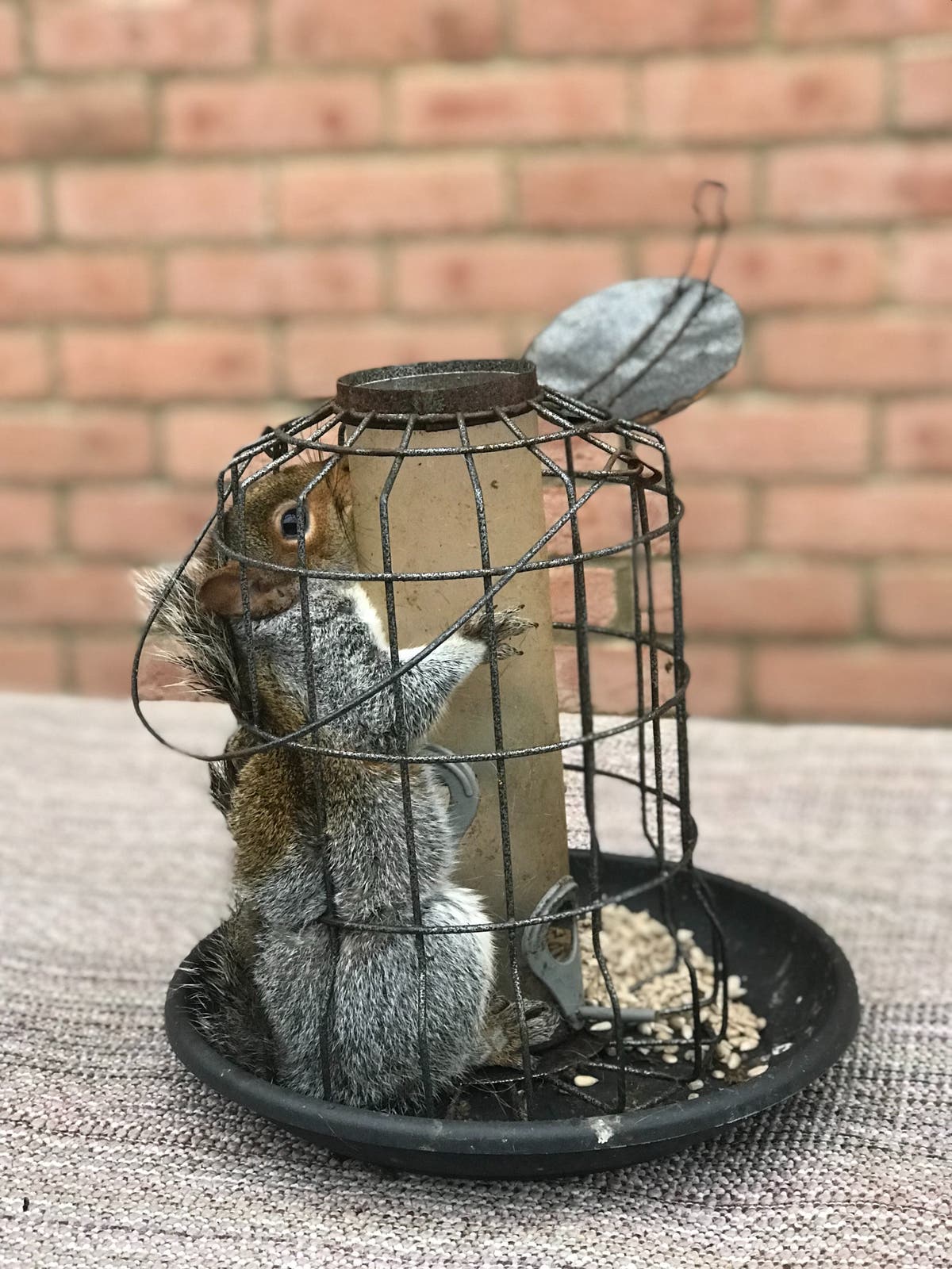 Trapped grey freed from &lsquo;squirrel-proof&rsquo; bird feeder