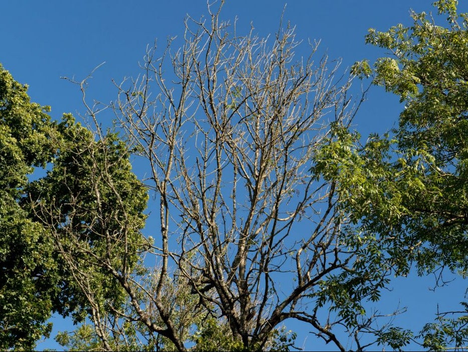 The sparse crown of an ash tree affected by ash dieback