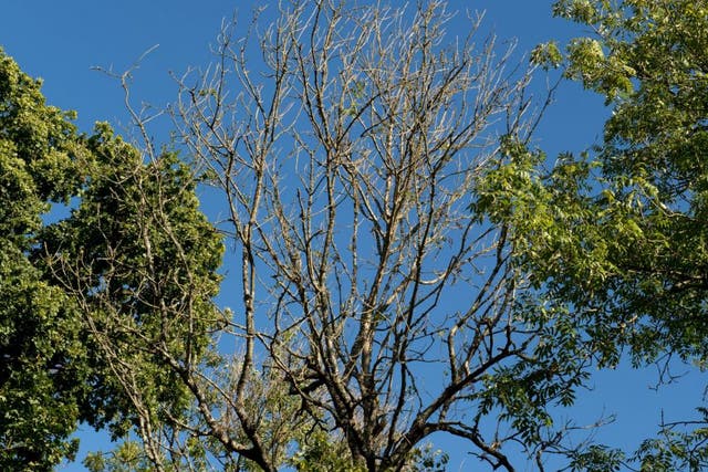 <p>The sparse crown of an ash tree affected by ash dieback</p>
