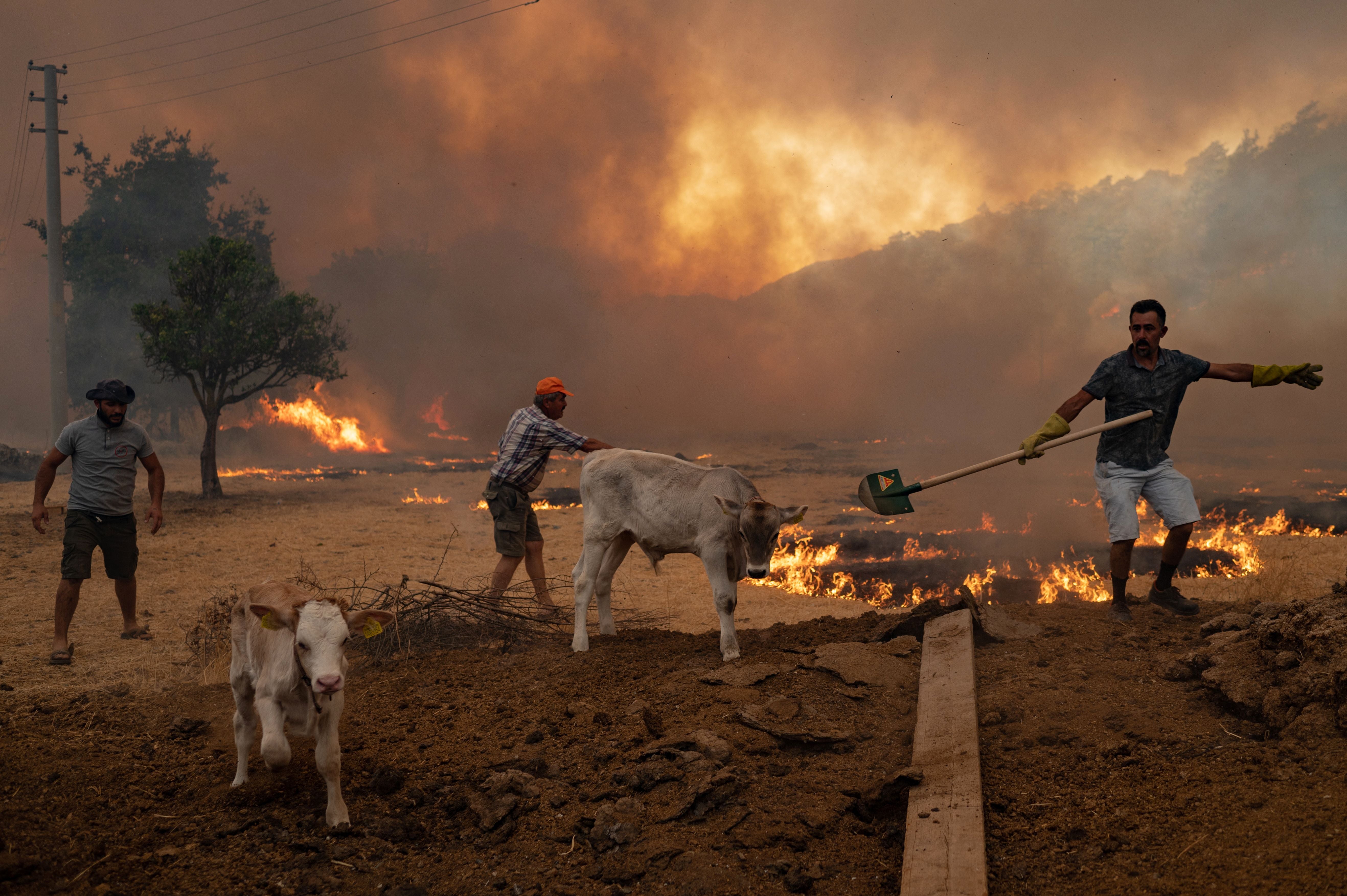 Men herd their cattle away from an advancing fire in Turkey