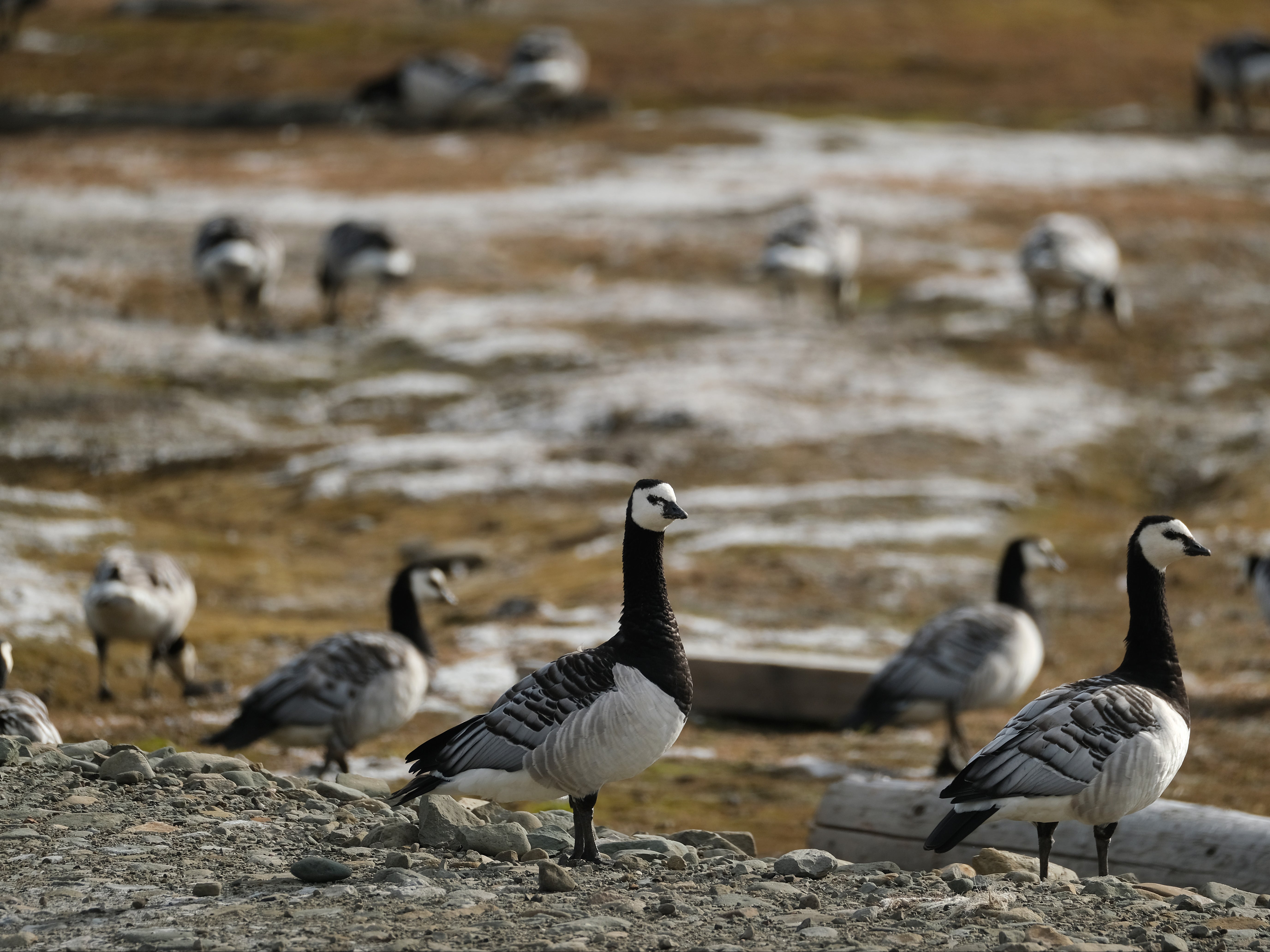Some 4,000 barnacle geese of the rare Svalbard population have died close to the border between England and Scotland