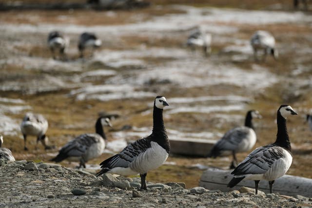 <p>Some 4,000 barnacle geese of the rare Svalbard population have died close to the border between England and Scotland</p>
