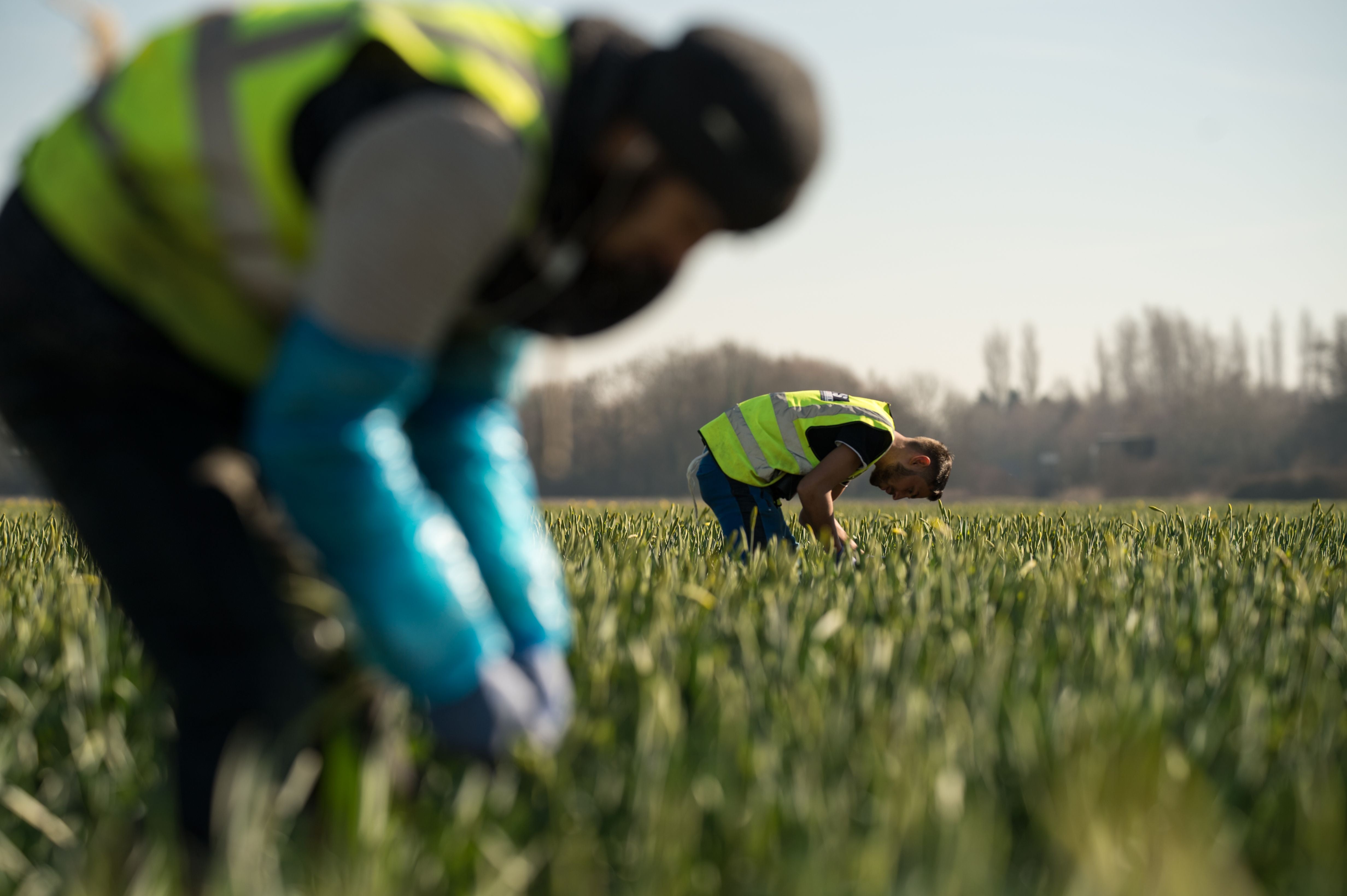 There has been a shortage of seasonal agricultural labour