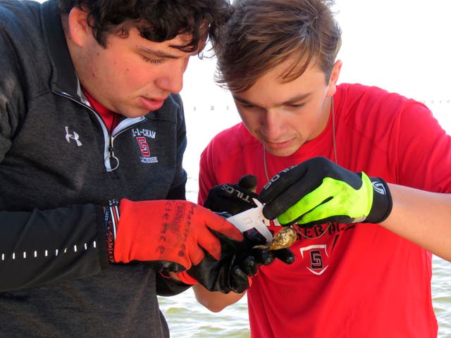 Oyster Gardening