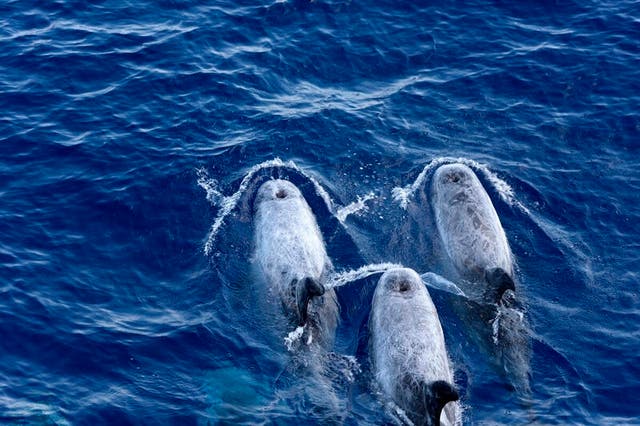 Greece Gas Exploration Whales