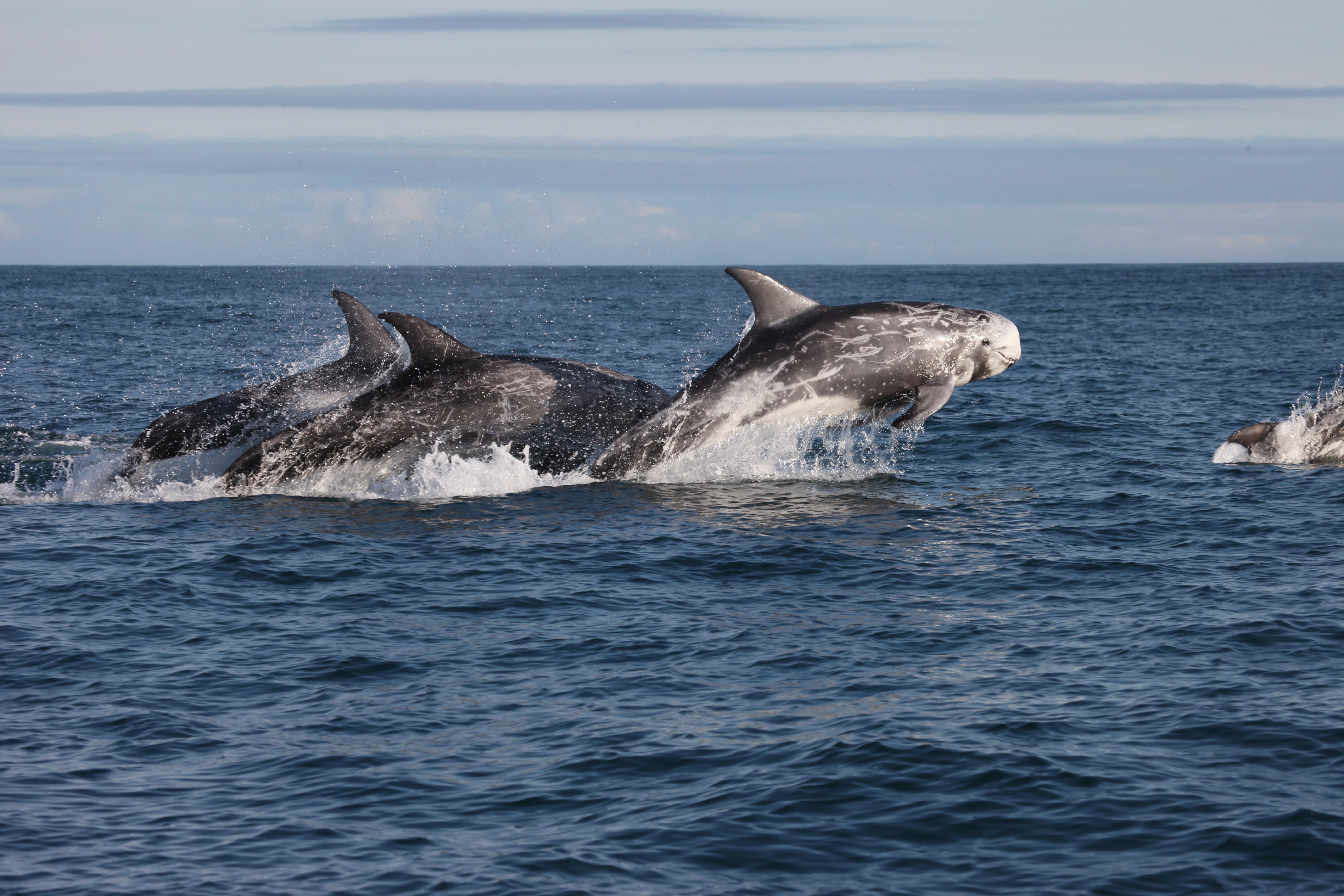 Why don't dolphins do - Whale and Dolphin Conservation