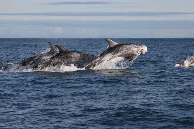 Risso’s dolphins have been studied off Lewis for a decade (Rob Lott/Whale and Dolphin Conservation/PA)