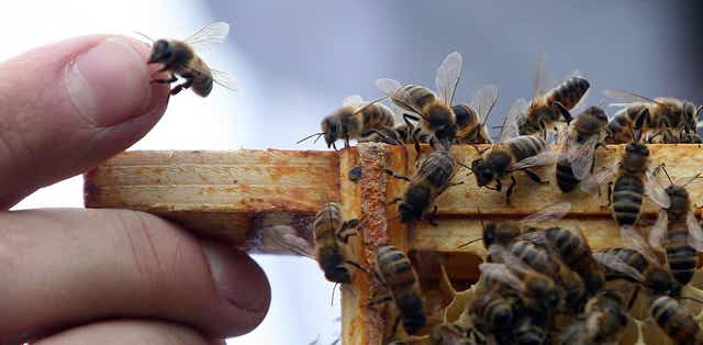 <p>Thousands of bees perished in the cold </p>