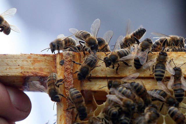 Researchers found parasitic honeybee mites use vibrations to sense where it is in the hive (Lewis Whyld/PA)