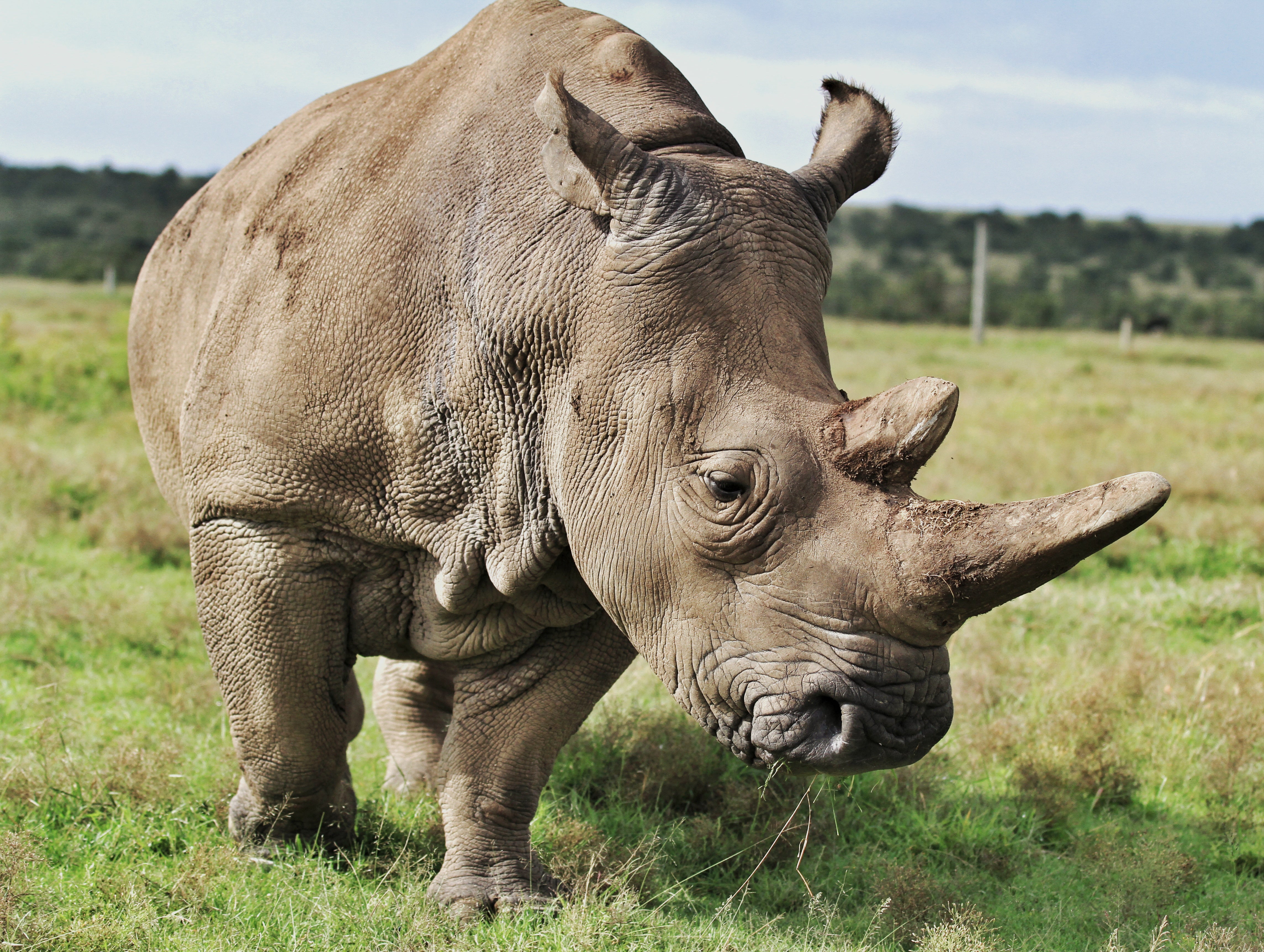 One of the last remaining northern white rhinos, which are among Africa’s largest land animals. Poaching and changes to the rhino’s habitat has seen the population almost wiped out.