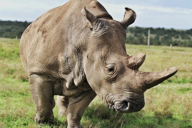 Uno de los últimos rinocerontes blancos del norte que quedan.