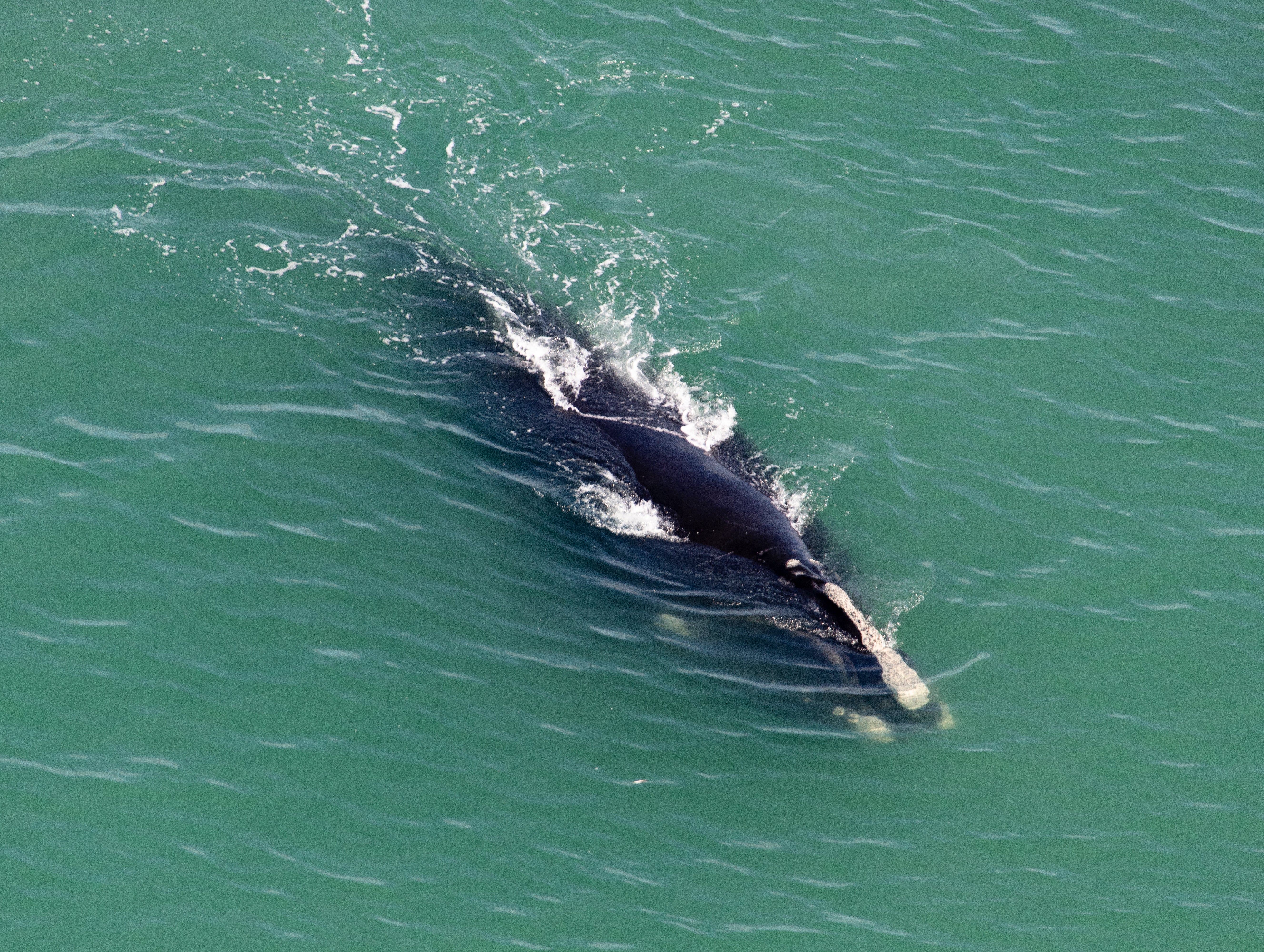 A North Atlantic right whale, of which there are fewer than 400 remaining. Climate change and human interference has been cited as reasons for the specie’s decline.