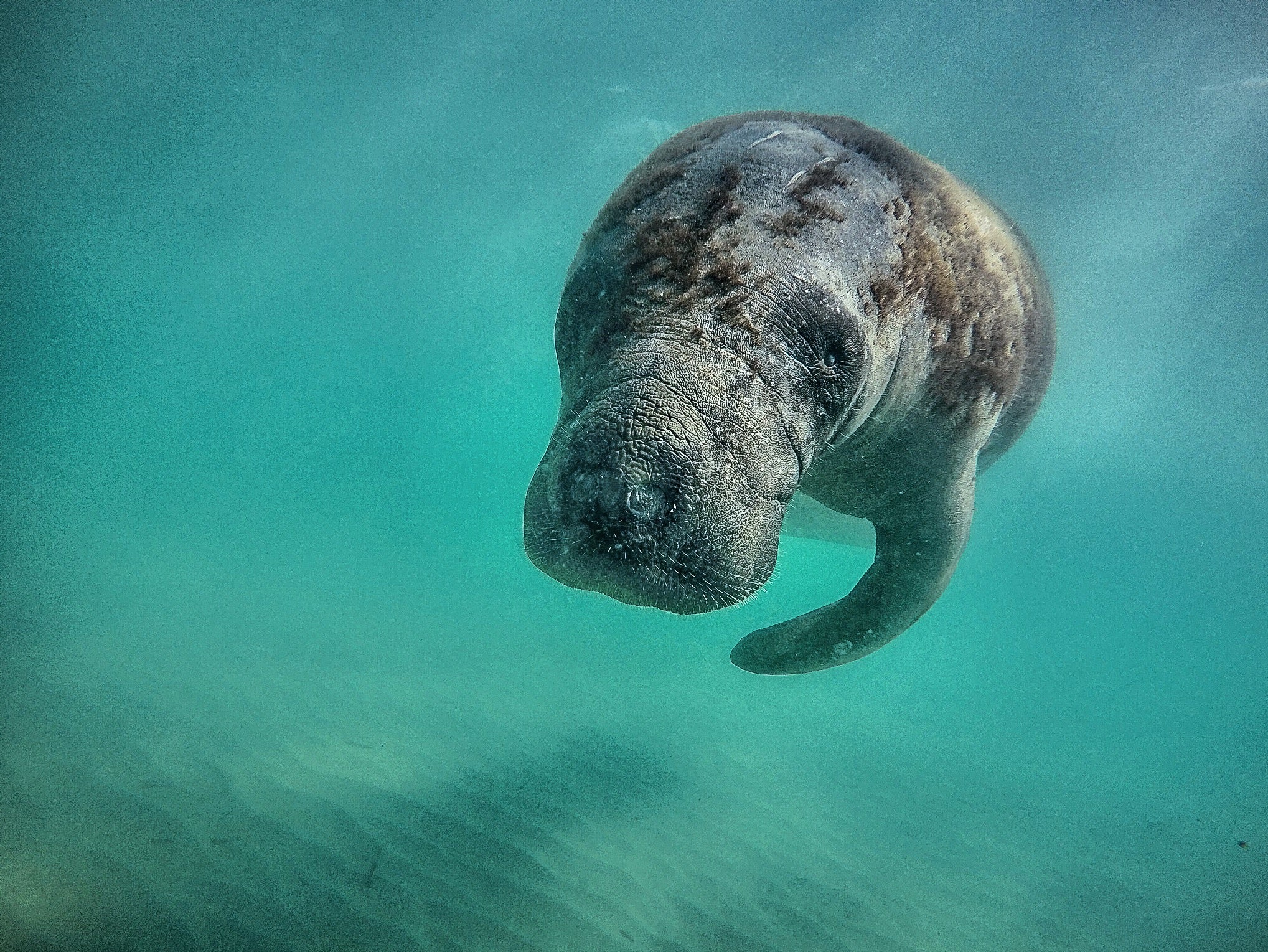 A manatee off the coast of Miami, Florida, where annual records for manatee deaths have been broken. Officials are now turning to feeding the creatures themselves