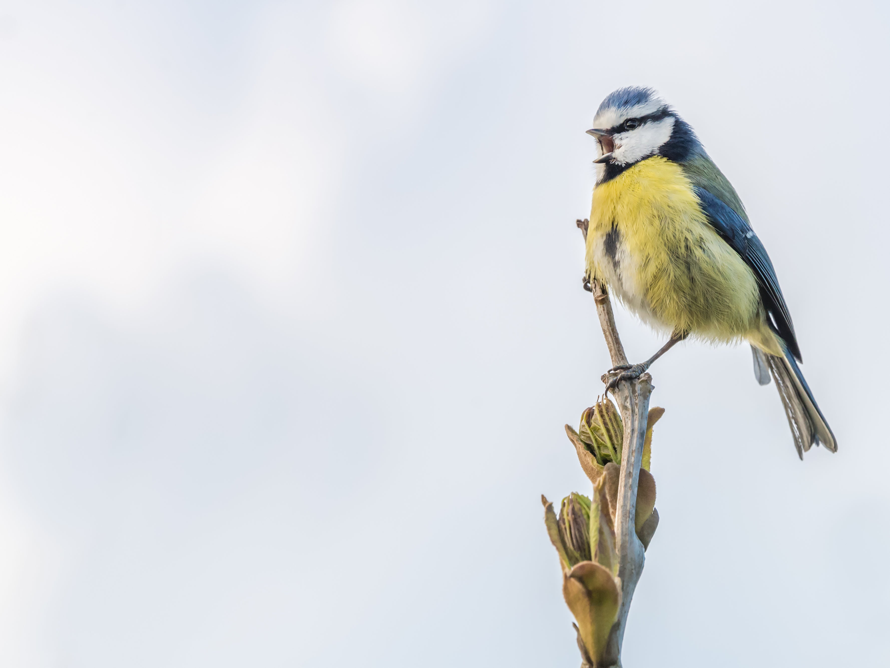 A blue tit in North Devon, England, in April. The bird is among 15 million in the UK, according to the RSPB, and instantly recognisable by its colours