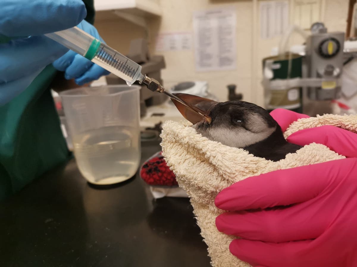 Concern for puffin population as &lsquo;large number&rsquo; found dying on Orkney shores