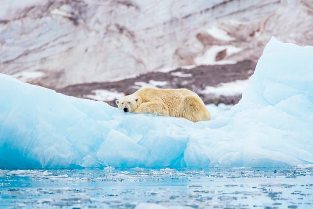 <p>A polar bear on Svalbard</p>