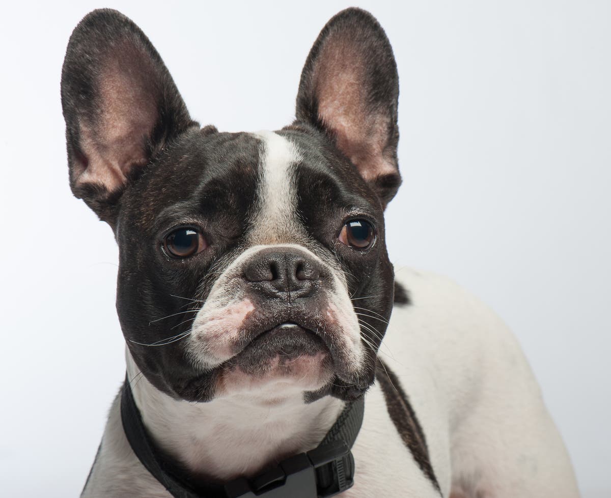 Experts discourage French Bulldog ownership over health concerns