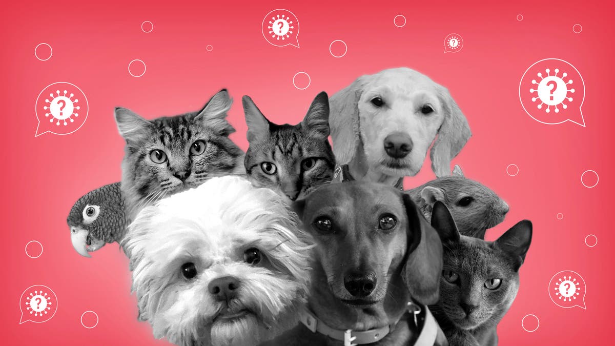 Can your pet get COVID19? The Independent