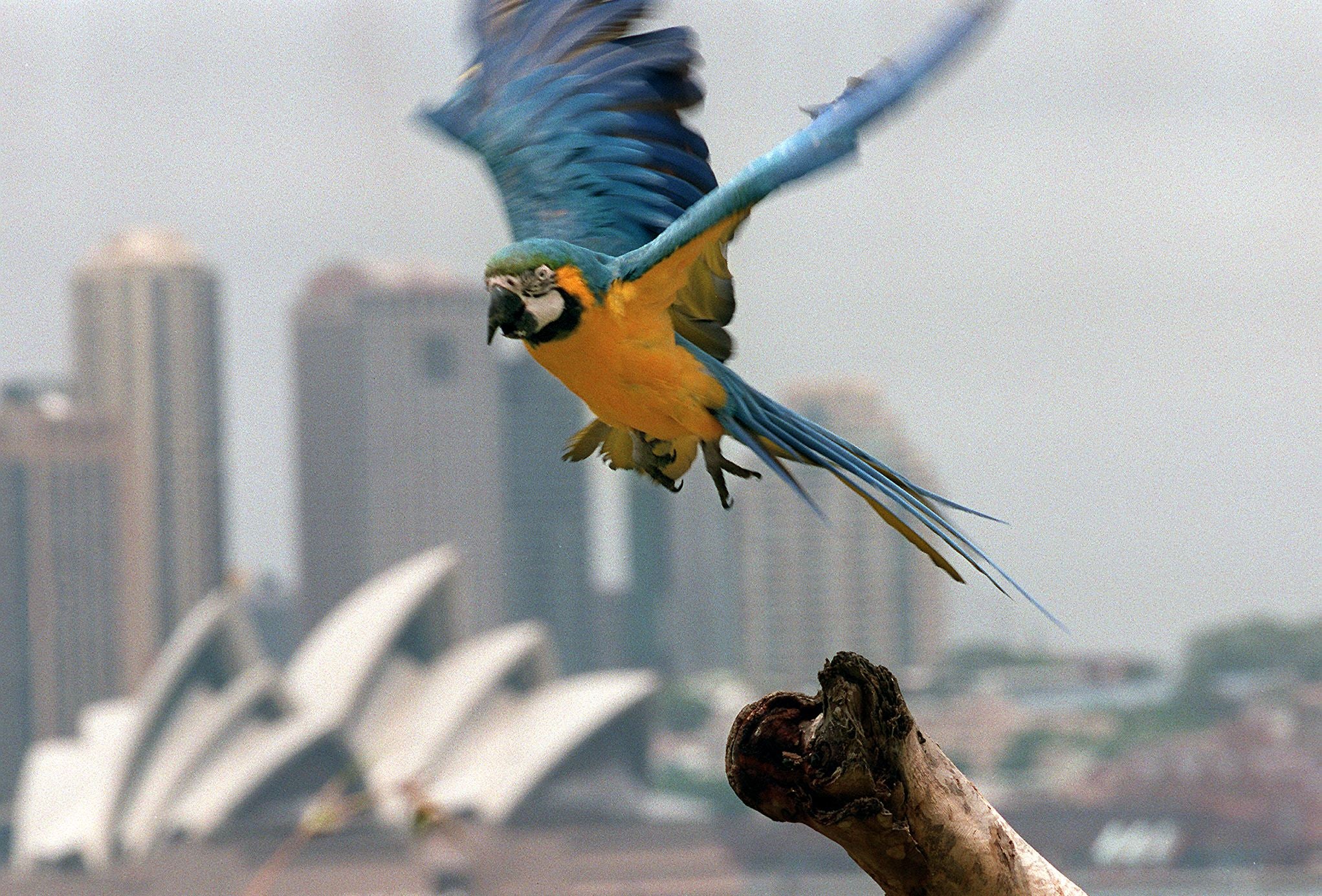 File photo: A rare blue and gold macaw (’Ara ararauna’), called ‘Panama’, takes flight at Sydney’s Taronga Zoo