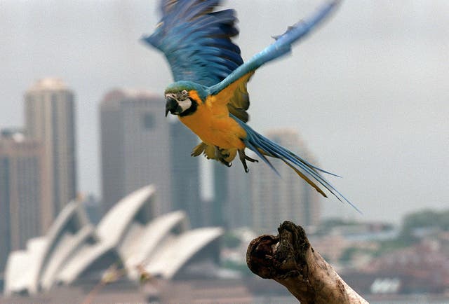 <p>File photo: A rare blue and gold macaw (’Ara ararauna’), called ‘Panama’, takes flight at Sydney’s Taronga Zoo</p>
