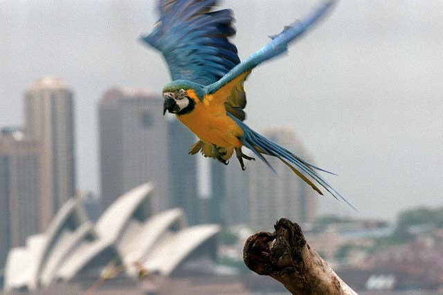 <p>File photo: A rare blue and gold macaw (’Ara ararauna’), called ‘Panama’, takes flight at Sydney’s Taronga Zoo</p>