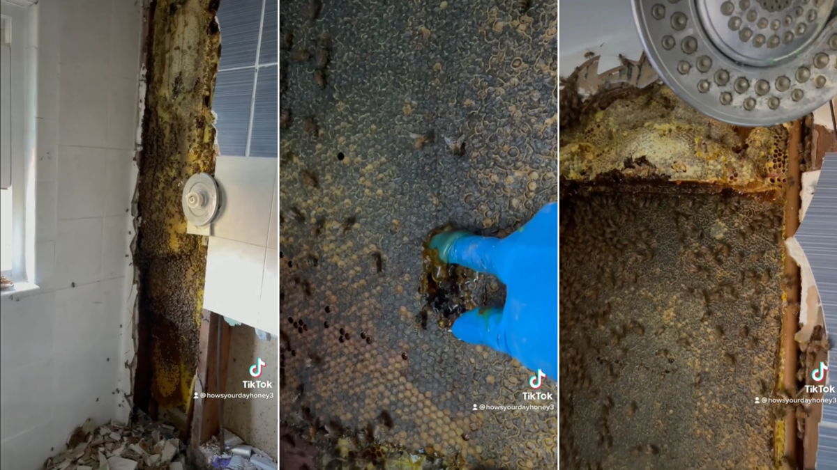 80,000 &lsquo;nice&rsquo; bees discovered in bathroom wall during home renovation